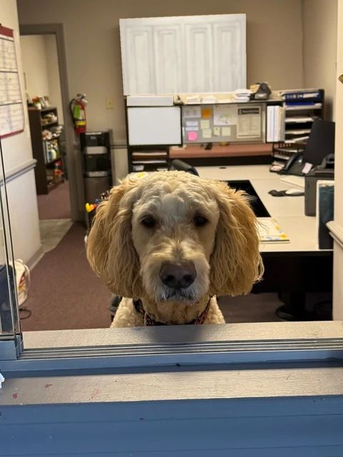 Bentley looking out through the office window