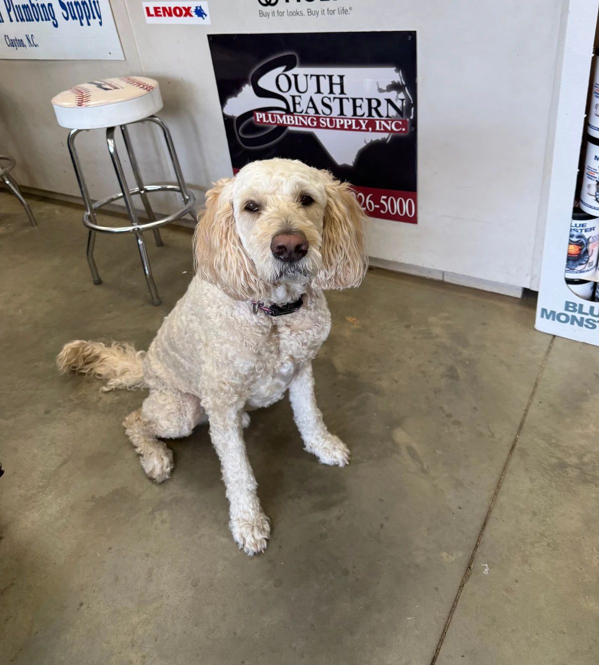 Bentley the shop dog sitting on the store floor by the counter, under the South Eastern sign