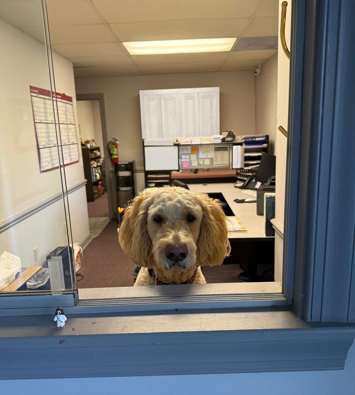 Bentley the shop dog looking out through the office window