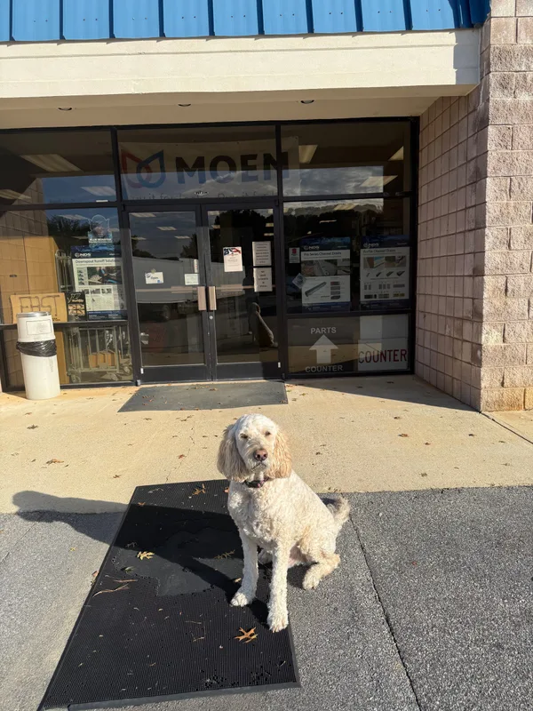 Bentley the shop dog sitting on the mat at the front entrance
